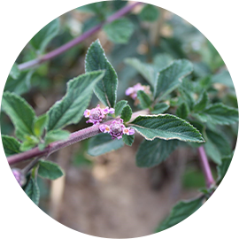 Verbena Branca